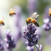 Infinite Flow Ambience Infinite Flow Ambience