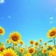 Infinite Sunflowers (Lofi Beat) Satoshi’s Wealth Surge